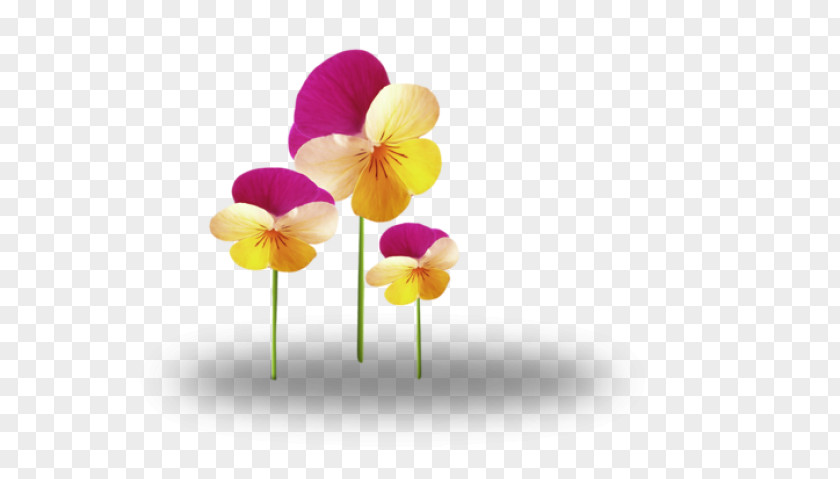 Flower Cut Flowers Tulip Plant Desktop Wallpaper PNG