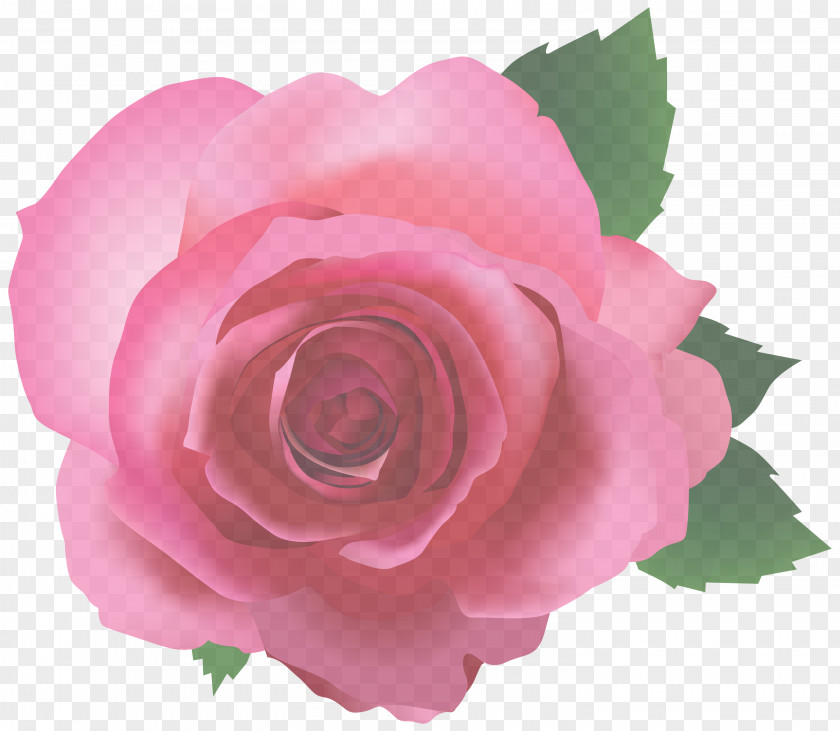 Flowering Plant Garden Roses PNG