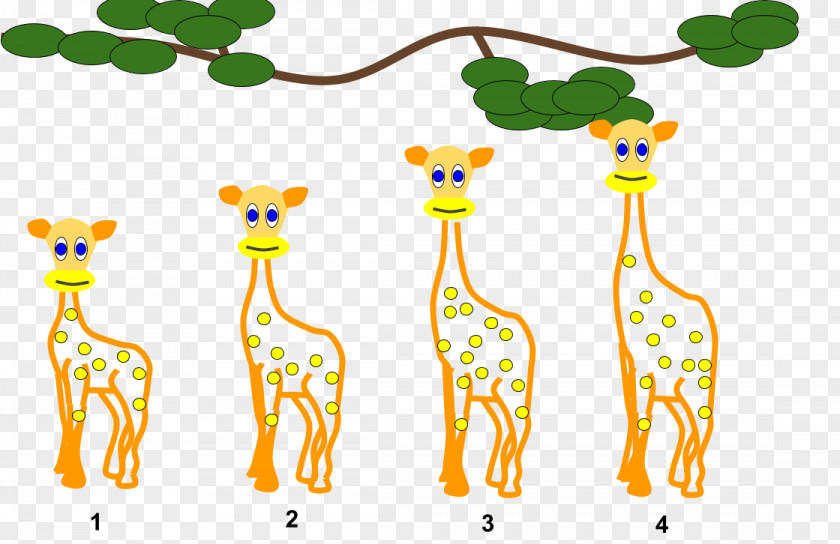 Giraffes Giraffe Lamarckism Organism Evolution Clip Art PNG