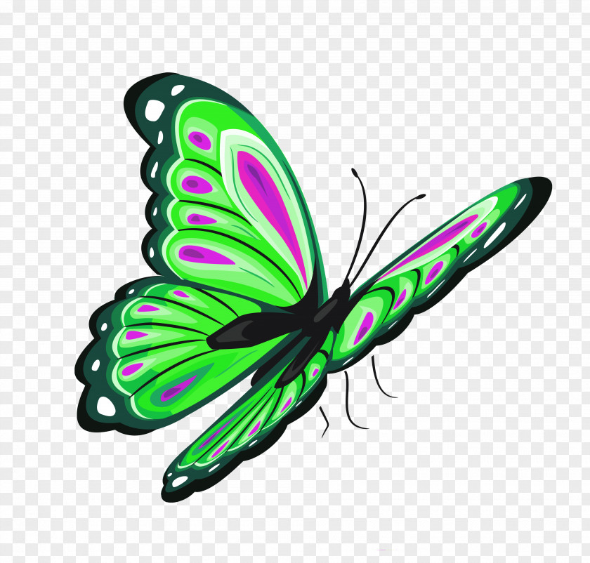 Green Butterfly Clipart Clip Art PNG