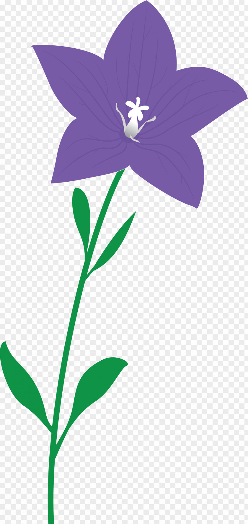 Balloon Flower PNG