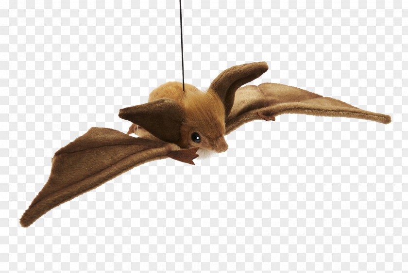 Bat Big Brown Microbat Raccoon Little Animal PNG