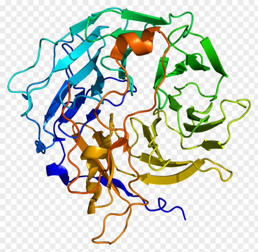 Chitinase Enzyme Lysosome Protein Coronin PNG