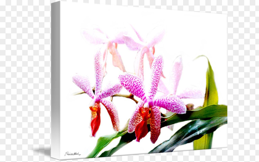Design Moth Orchids Cattleya Dendrobium Cut Flowers Floral PNG