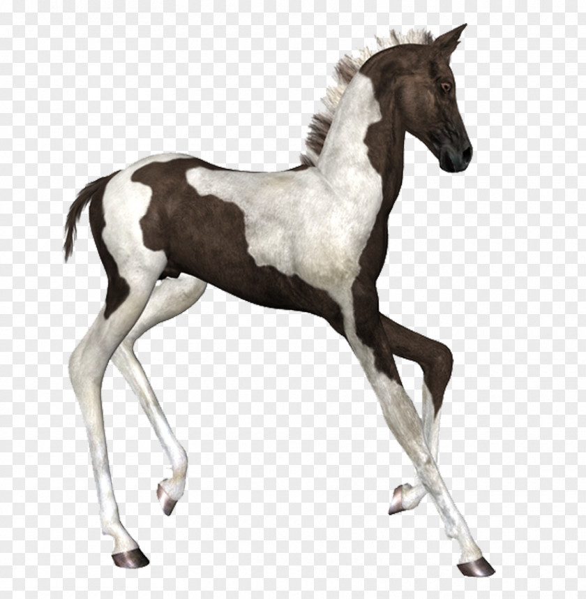 Hand Drawn Cartoon Horse Pictures Ink Brush PNG