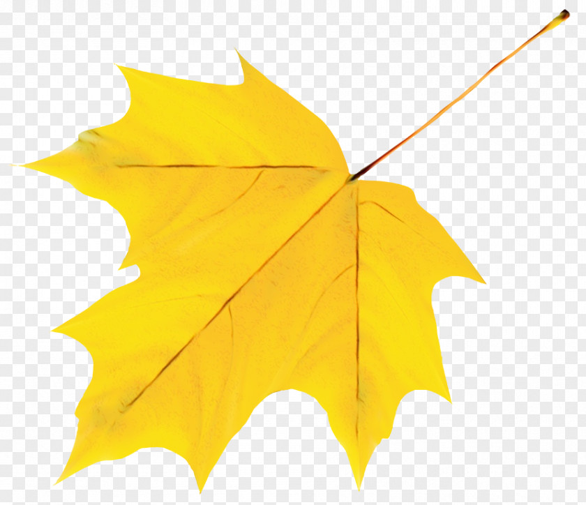 Maple Deciduous Leaf PNG