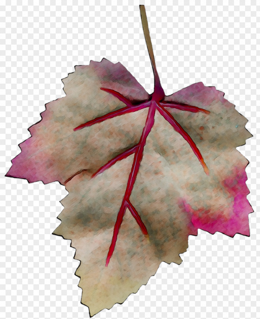 Maple Leaf PNG