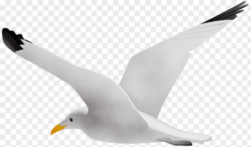 Bird European Herring Gull White Beak PNG