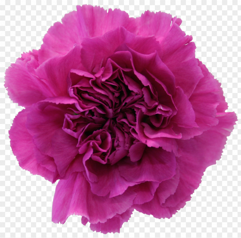 CARNATION Carnation Cut Flowers Garden Roses Petal PNG