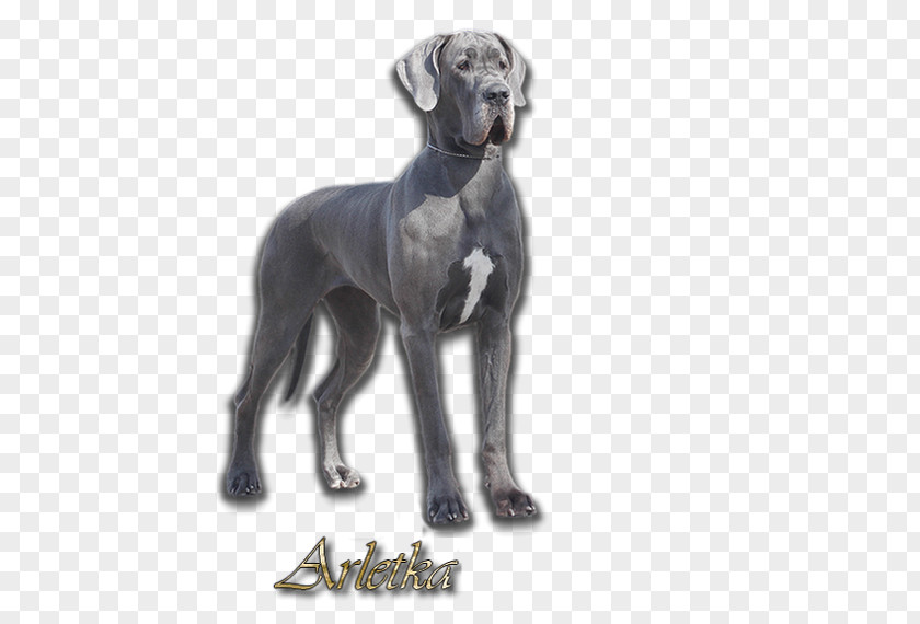 GREAT DANE Great Dane Greyhound Dog Breed Dogo Argentino Sloughi PNG