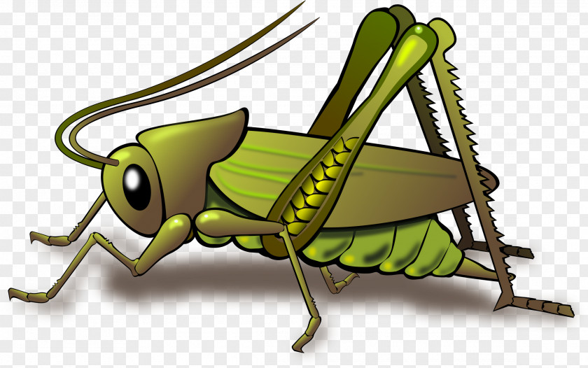 Locust Cricket Insect Grasshopper Cricket-like Clip Art PNG