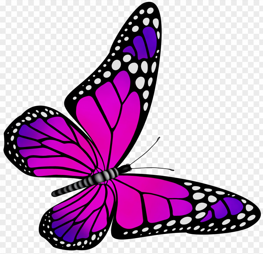 Monarch Butterfly Brush-footed Butterflies Clip Art Pieridae Purple PNG