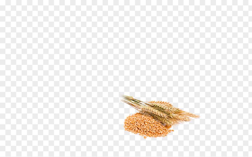 Rusk Whole Grain Vaisakhi Food Wheat PNG