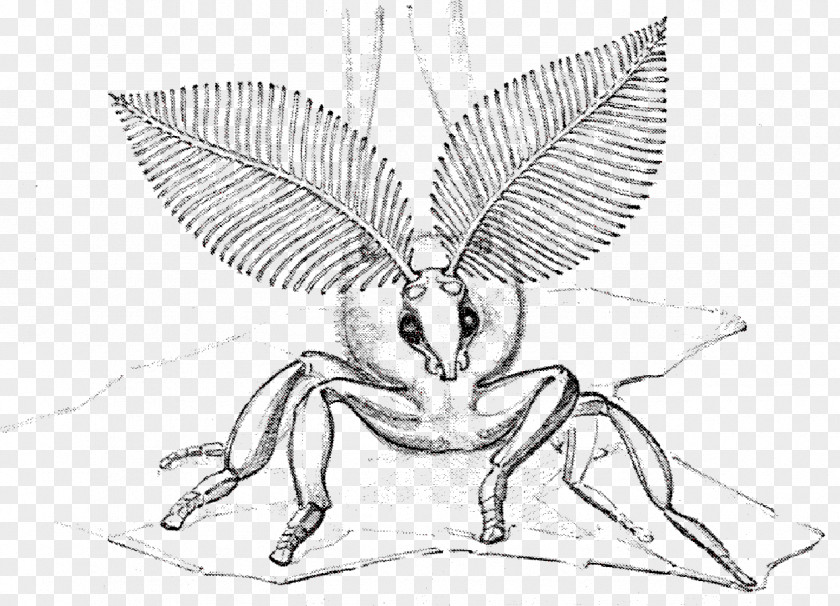 Silkworm Moth Book Bionics Lepidoptera Termite Sketch Drawing PNG