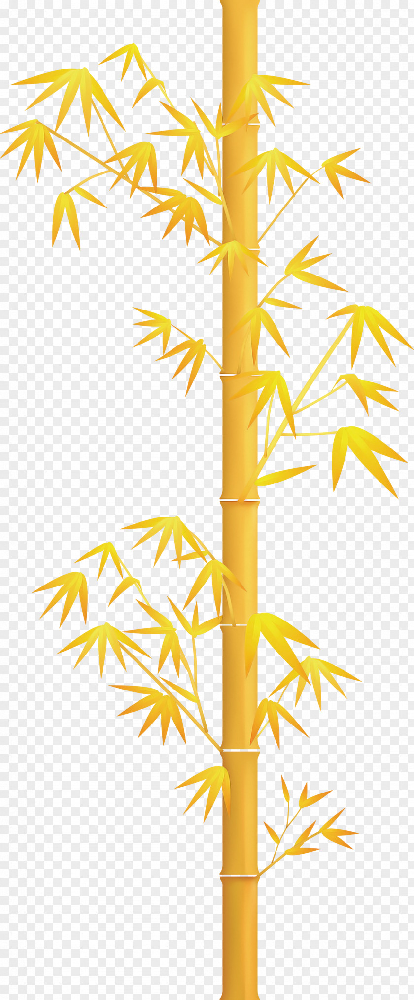 Bamboo Leaf PNG