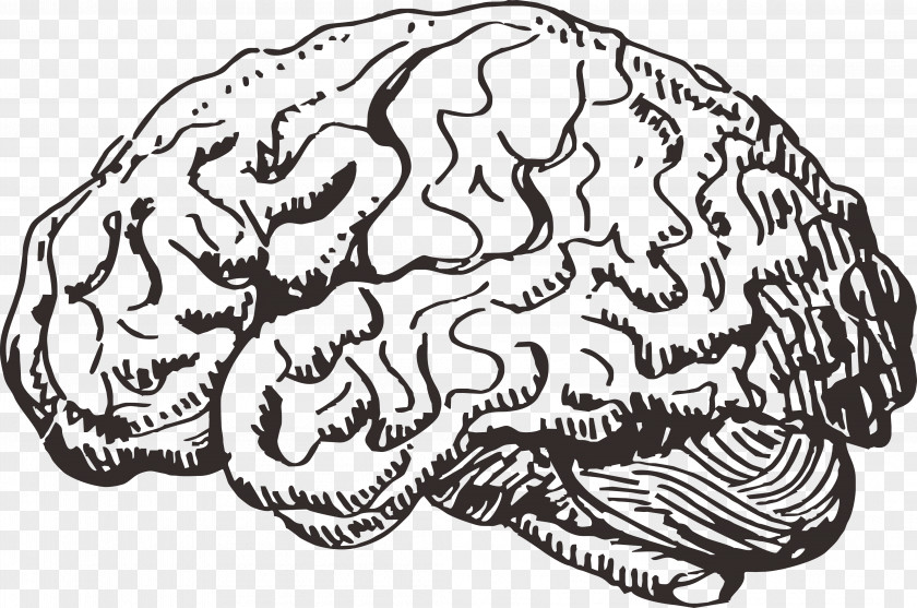 Brain Human Information PNG