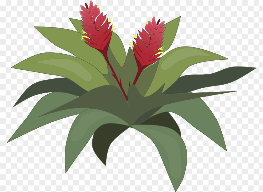 Free Pictures Of Plants Content Drawing Clip Art PNG