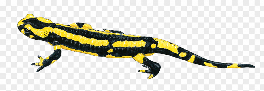 Rare Animal Fire Salamander Newt Lizard Gecko PNG