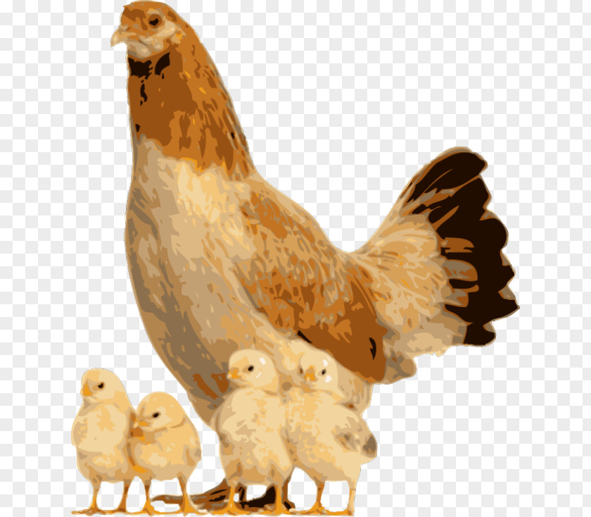 Rice Polish Chicken Houdan Cattle Stock Photography Livestock PNG