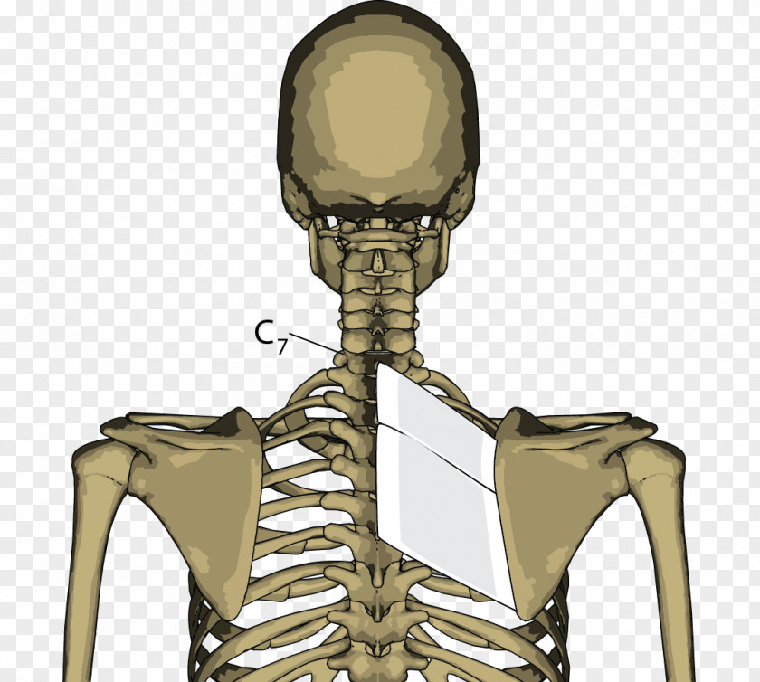 Skeleton Rhomboid Muscles Major Muscle Joint PNG