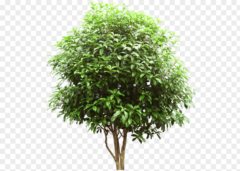 Tree Drawing Clip Art PNG