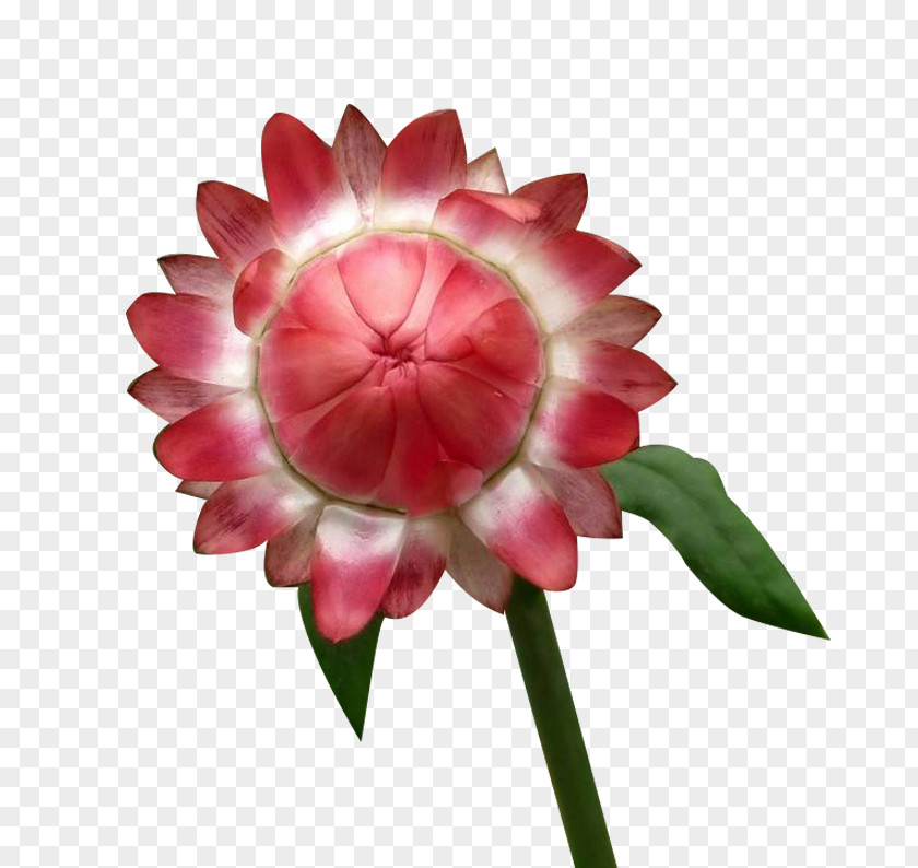 A Pink Chrysanthemum Picture Material Flower Euclidean Vector PNG
