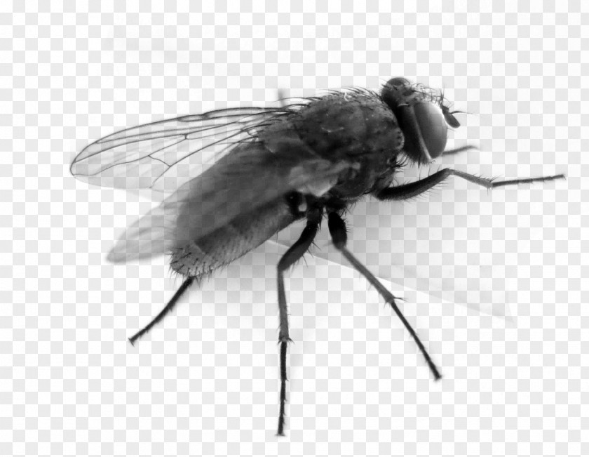 Black Flies Pull Material Free Fly Clip Art PNG