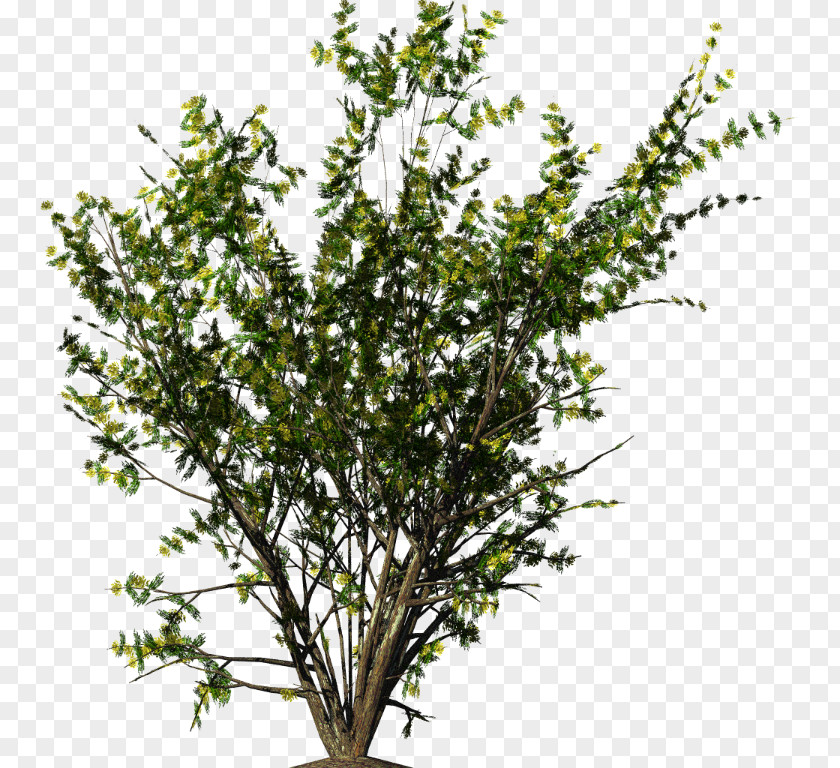 Bushes Shrub Flower PNG