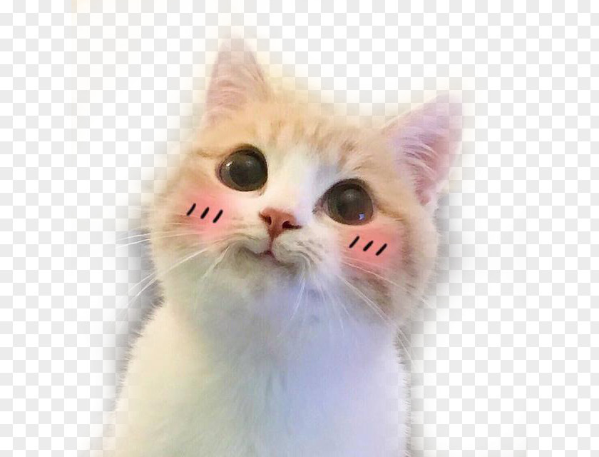 Cute Cat Tilted Head To Sell Meng Expression Cuteness Sticker Facial PNG