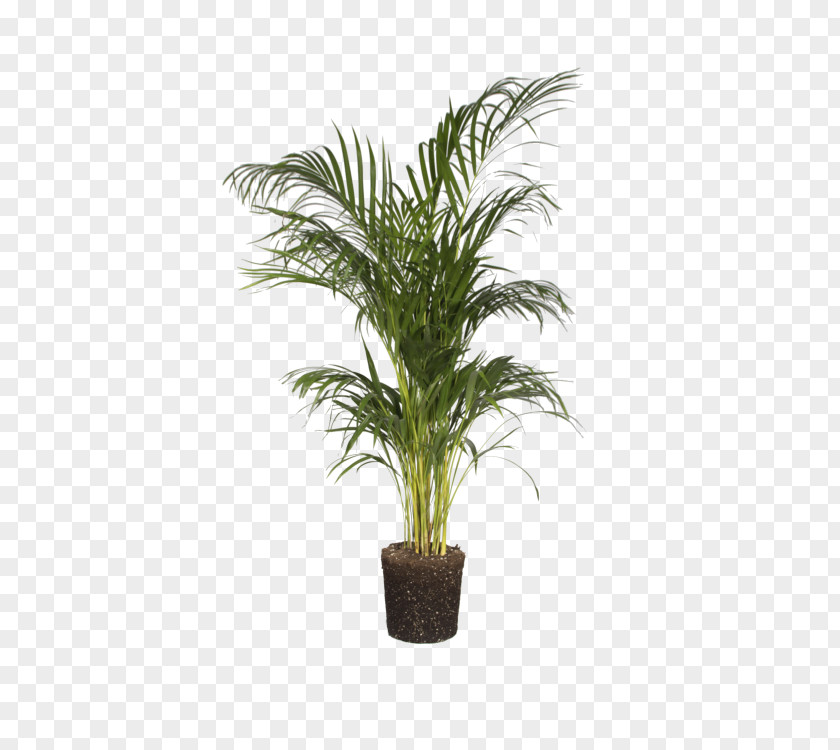 Date Palm Grass Tree Background PNG