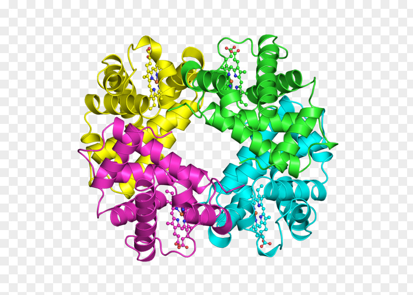 Sangre Protein Quaternary Structure Hemoglobin Primary PNG