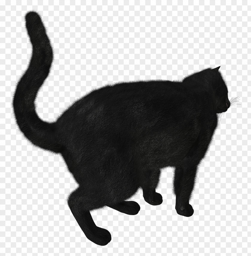 Black Cat Image Track PNG