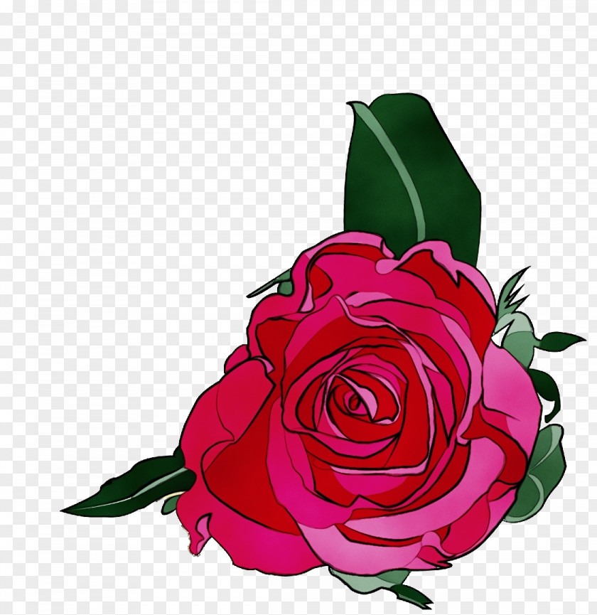 Garden Roses PNG