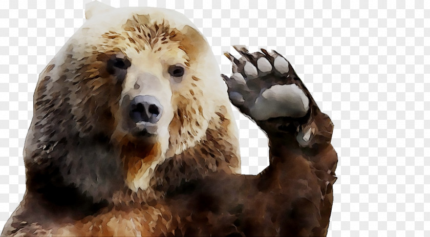 Grizzly Bear Fur Terrestrial Animal Snout PNG