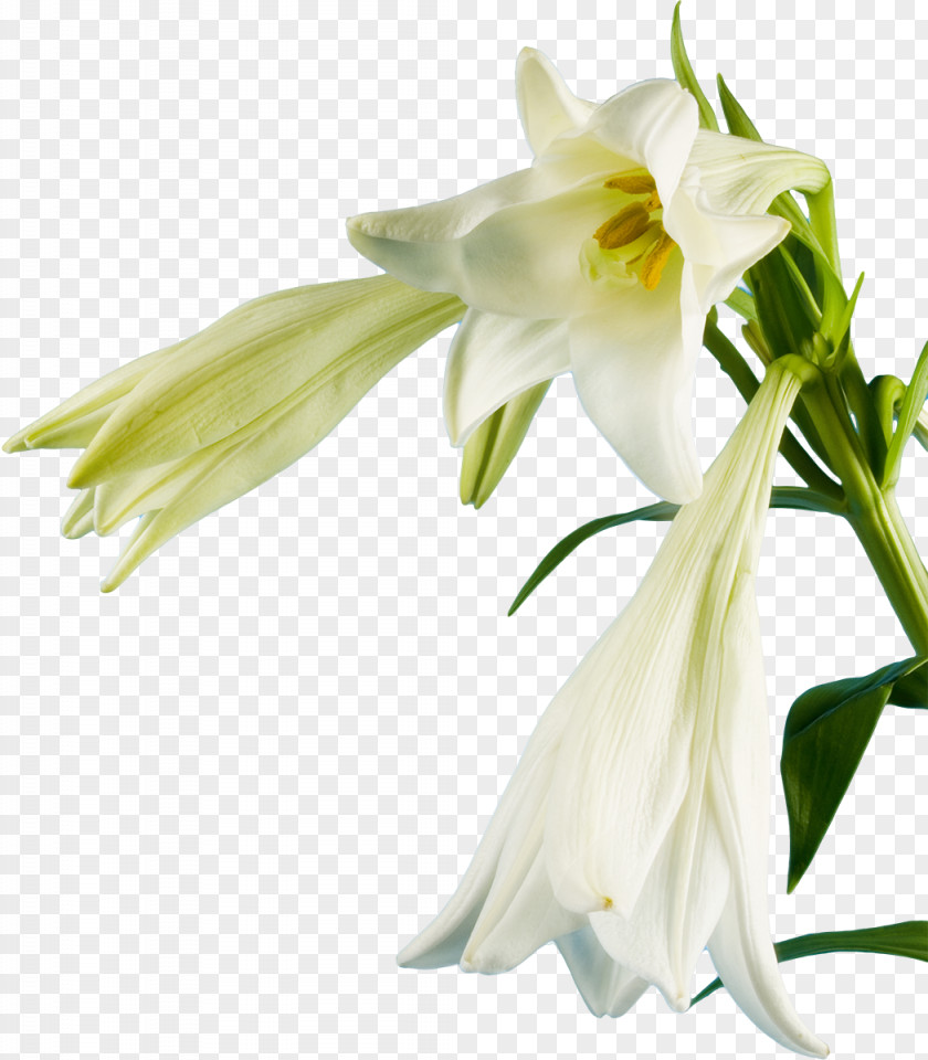 Lily Lilium Candidum Flower White Clip Art PNG