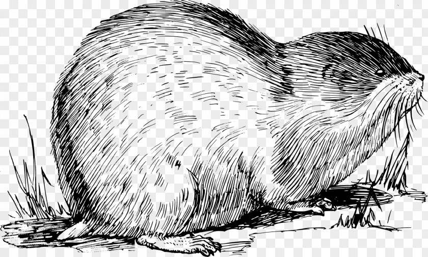 Nutria Rat Beaver Cartoon PNG