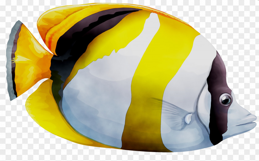 Spot-nape Butterflyfish Vector Graphics Illustration Image Photograph PNG