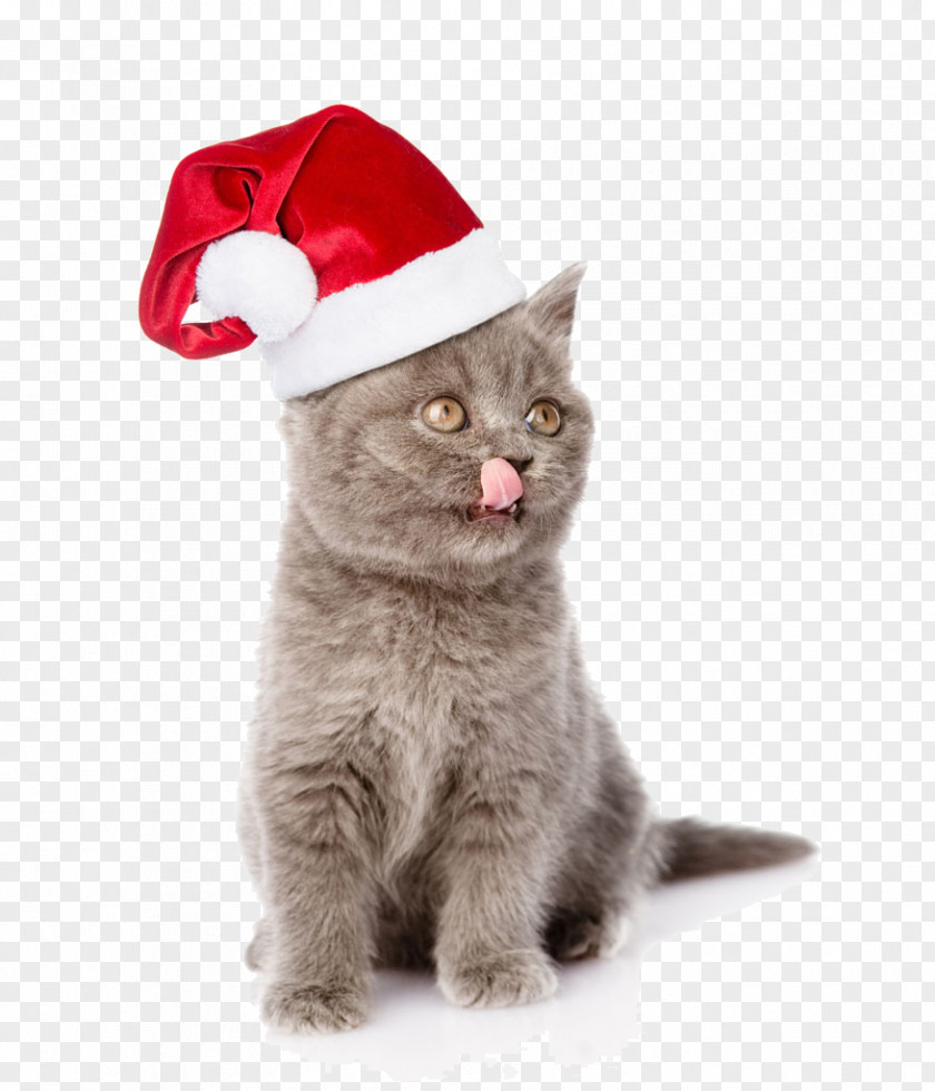 With Christmas Hats Chanmao Cat Kitten Puppy Dog Santa Claus PNG