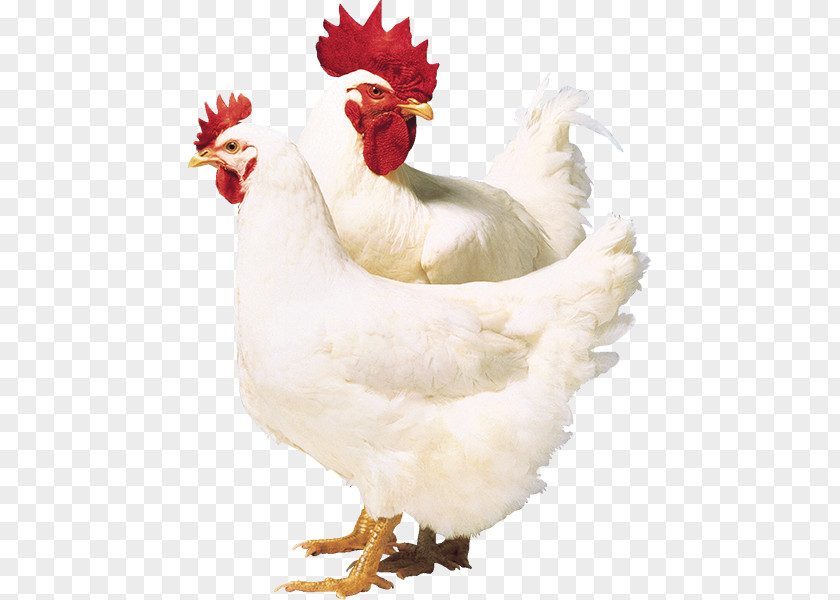 Chicken Broiler Poultry Ross Stores PNG