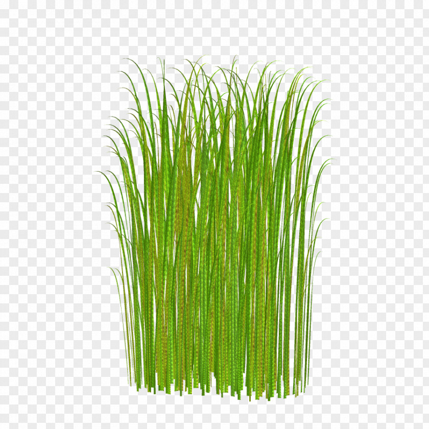 Green Grass Download Lawn Clip Art PNG