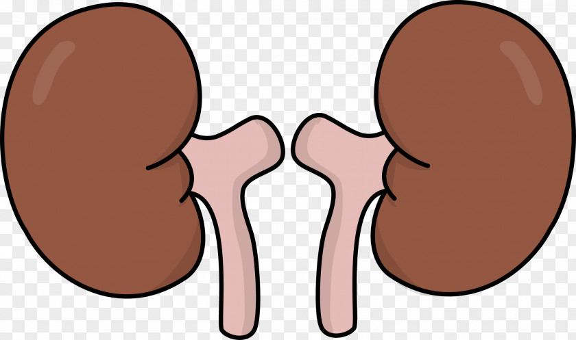Health Kidneys Cliparts World Kidney Day Clip Art PNG