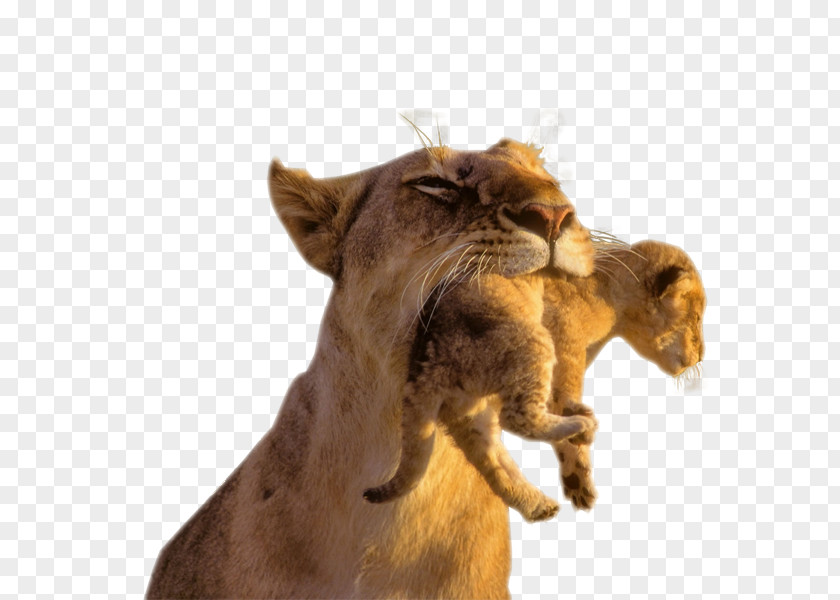 Lion Head Baby Lions Cubs Cougar Cat PNG