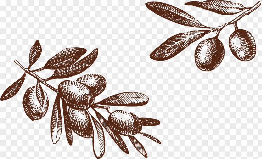 Olive Tree Drawing Photography Illustration PNG