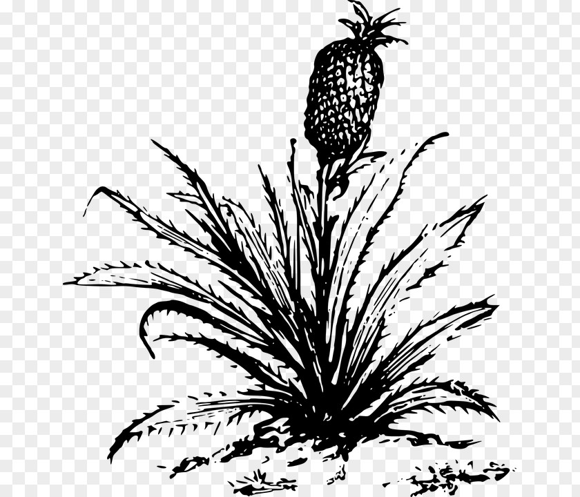 Pineapple Desktop Wallpaper Clip Art PNG