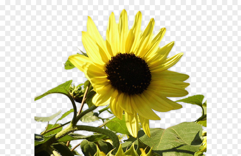 Common Sunflower PhotoScape PNG