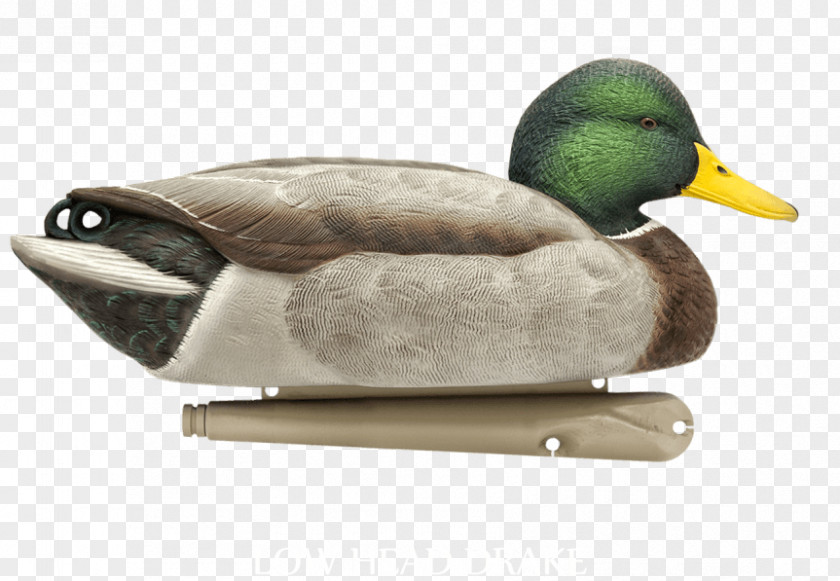 Duck Mallard Decoy Hunting PNG