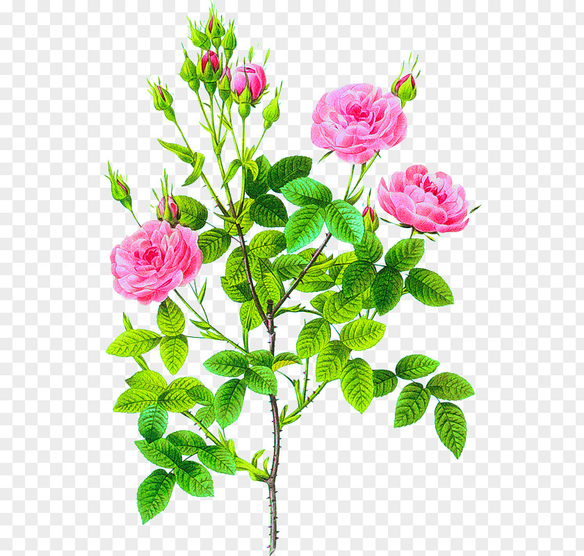Flowers Pierre-Joseph Redouté (1759-1840) Les Roses Cabbage Rose PNG