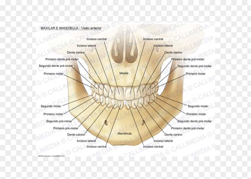 Maxillary Central Incisor Maxilla Mandible Mandibular Nerve Anatomy Human Body PNG