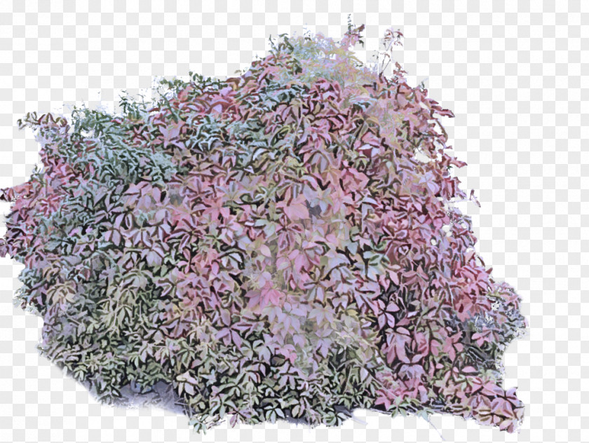 Perennial Plant Cut Flowers Flower Pink Lilac Tree PNG