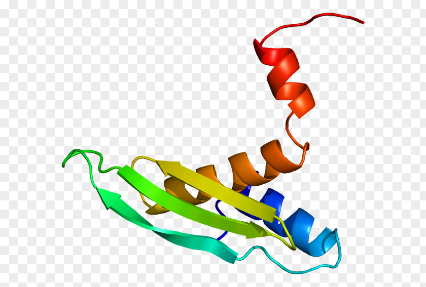 STAU2 Gene RNA-binding Protein Staufen PNG